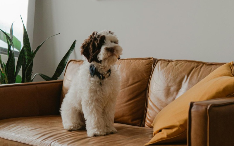 a dog sitting on a couch