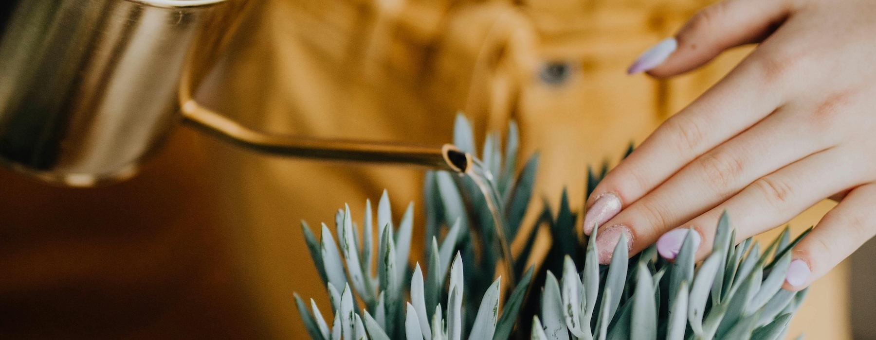a person watering a plant