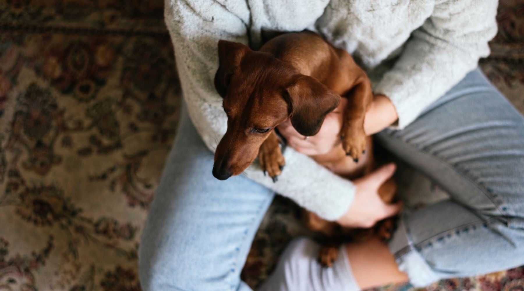 a person holding a dog